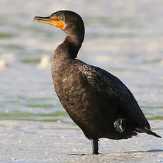 Cormoran à aigrettes