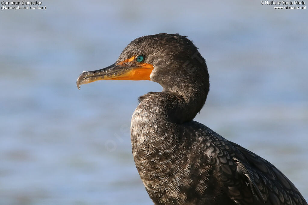 Cormoran à aigrettesadulte internuptial, portrait