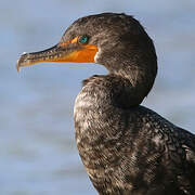 Cormoran à aigrettes