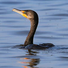 Cormoran à aigrettes