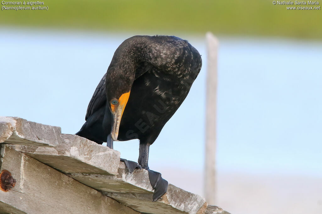 Double-crested Cormorantadult, identification