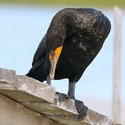 Cormoran à aigrettes