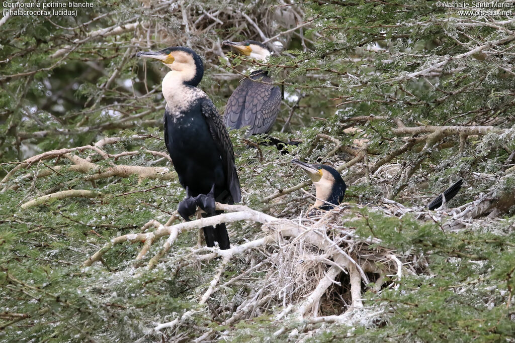 Cormoran à poitrine blancheadulte nuptial, Nidification