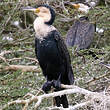 Cormoran à poitrine blanche