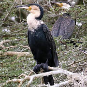 White-breasted Cormorant