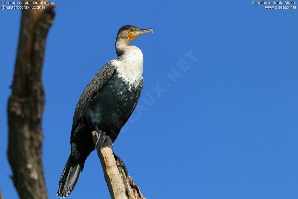 White-breasted Cormorantadult, identification