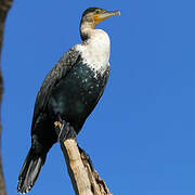 Cormoran à poitrine blanche