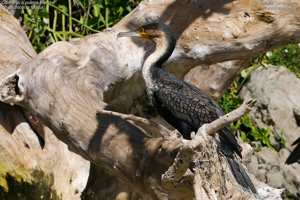 White-breasted Cormorantadult, identification, habitat