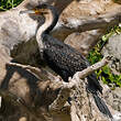 Cormoran à poitrine blanche