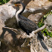 White-breasted Cormorant