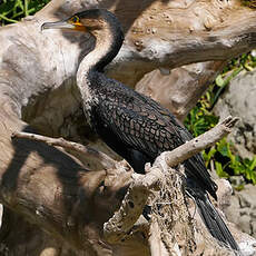 Cormoran à poitrine blanche