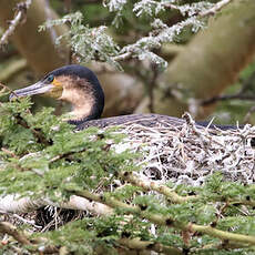 Cormoran à poitrine blanche