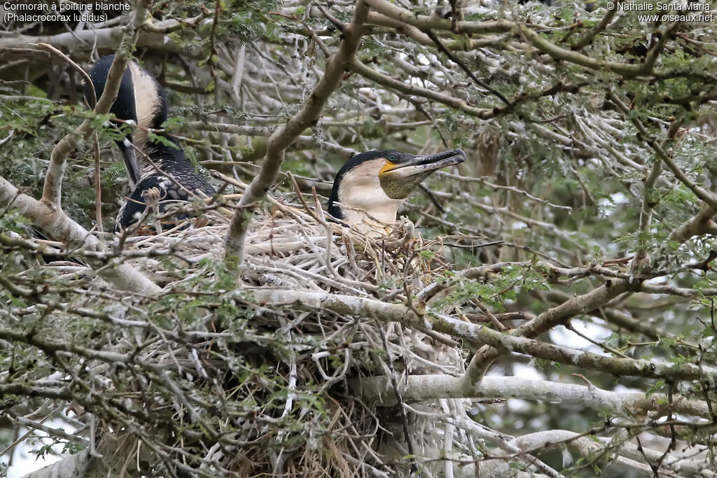 Cormoran à poitrine blancheadulte, identification, habitat, Nidification