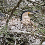 White-breasted Cormorant