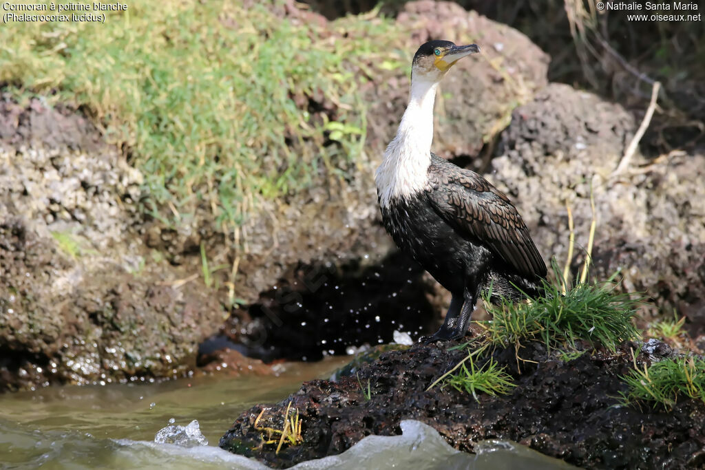 Cormoran à poitrine blancheadulte, habitat