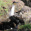 Cormoran à poitrine blanche