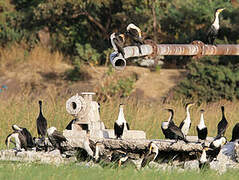 Cormoran à poitrine blanche