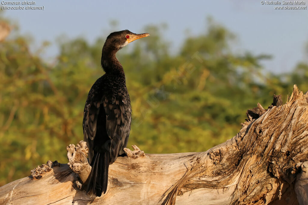 Reed Cormorantadult, identification