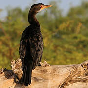 Cormoran africain