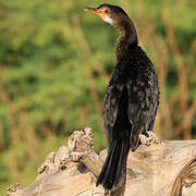 Cormoran africain