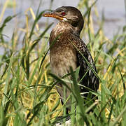 Reed Cormorant