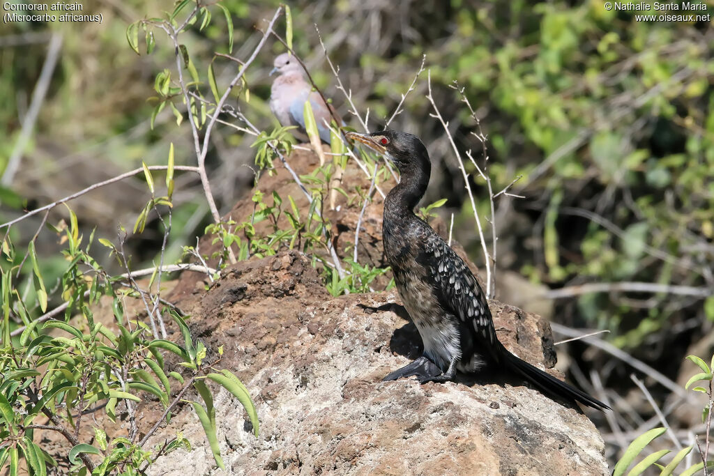 Cormoran africainimmature, identification, habitat