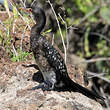 Cormoran africain