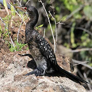 Reed Cormorant