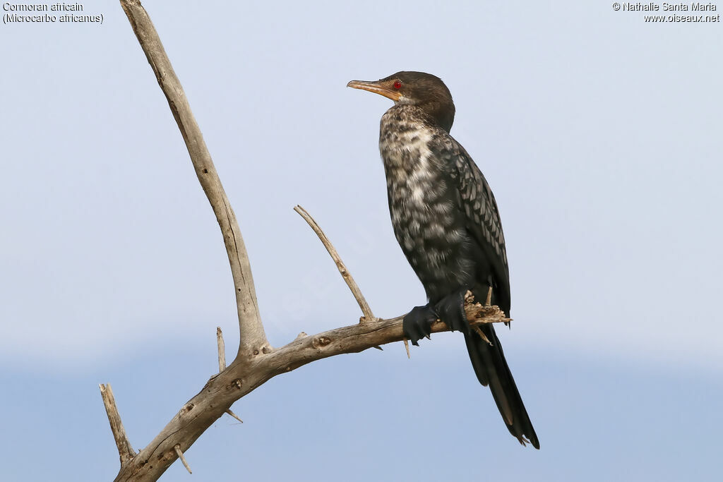 Reed Cormorant, identification