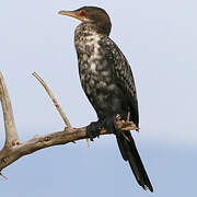 Reed Cormorant