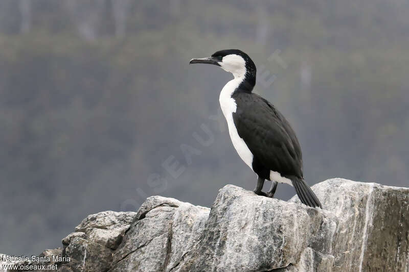 Cormoran de Tasmanieadulte, identification