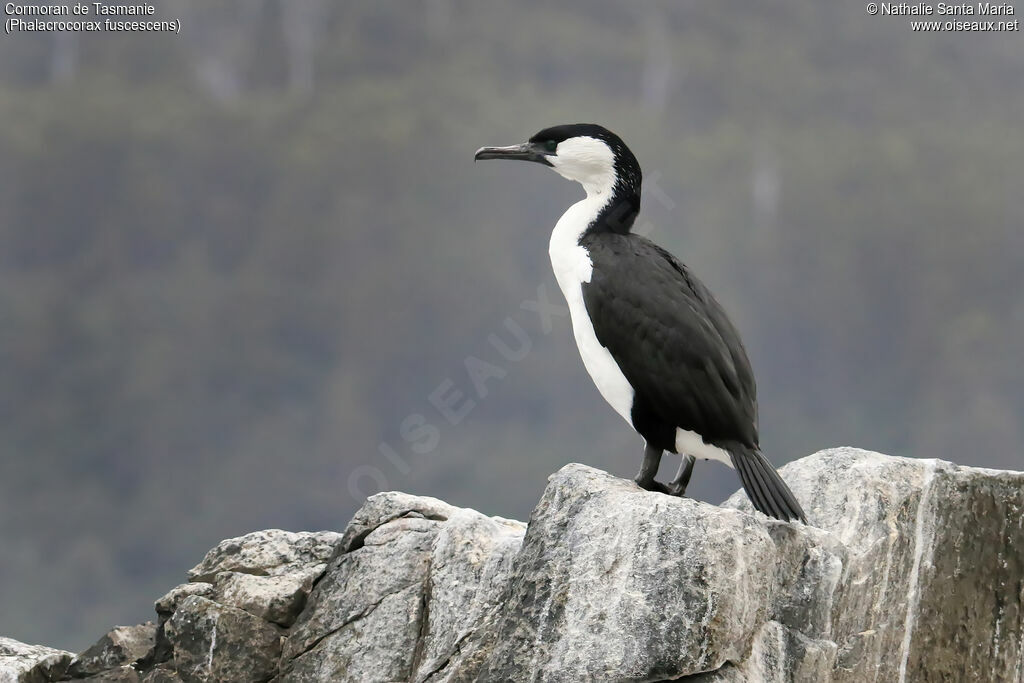 Black-faced Cormorantadult, identification