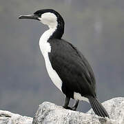 Black-faced Cormorant