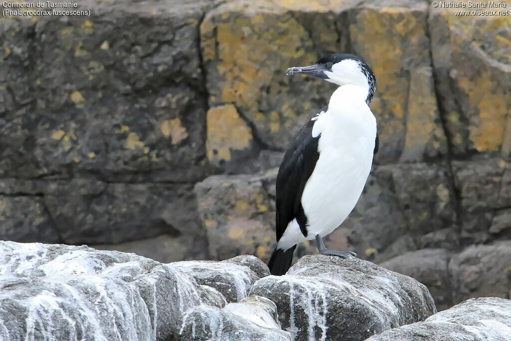 Cormoran de Tasmanieadulte nuptial, identification