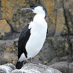 Cormoran de Tasmanie