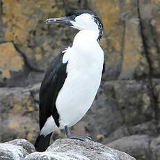 Cormoran de Tasmanie