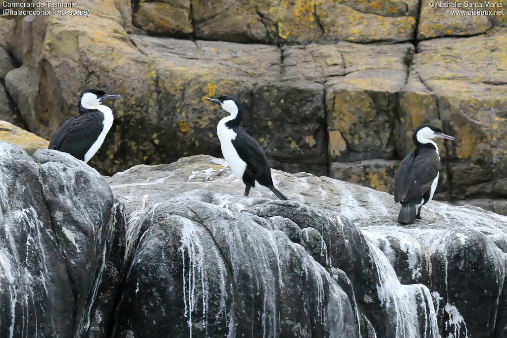 Cormoran de Tasmanieadulte, identification