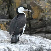 Black-faced Cormorant