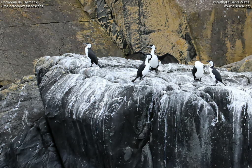 Cormoran de Tasmanieadulte, habitat