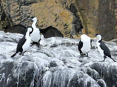 Black-faced Cormorant