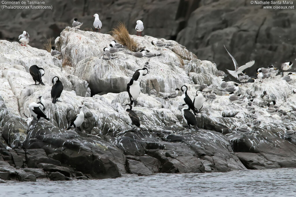 Black-faced Cormorantadult, habitat