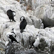 Black-faced Cormorant