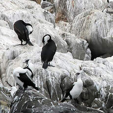 Cormoran de Tasmanie