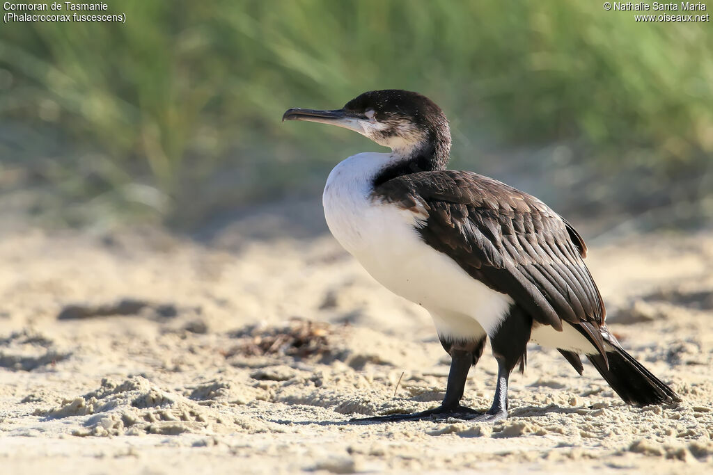 Cormoran de Tasmanieimmature, identification