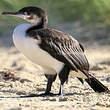 Cormoran de Tasmanie