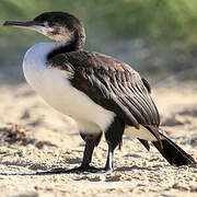 Black-faced Cormorant