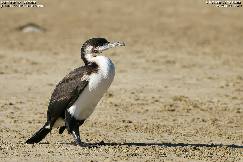 Black-faced Cormorantimmature, identification