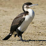 Cormoran de Tasmanie