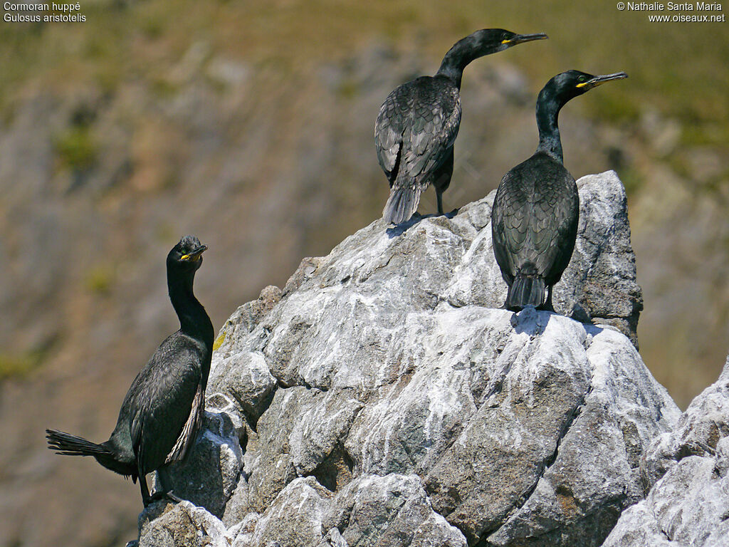 Cormoran huppéadulte nuptial, Comportement