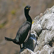 European Shag